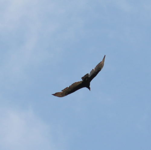 Turkey Vulture